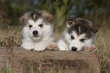 ALASKAN MALAMUTE 514